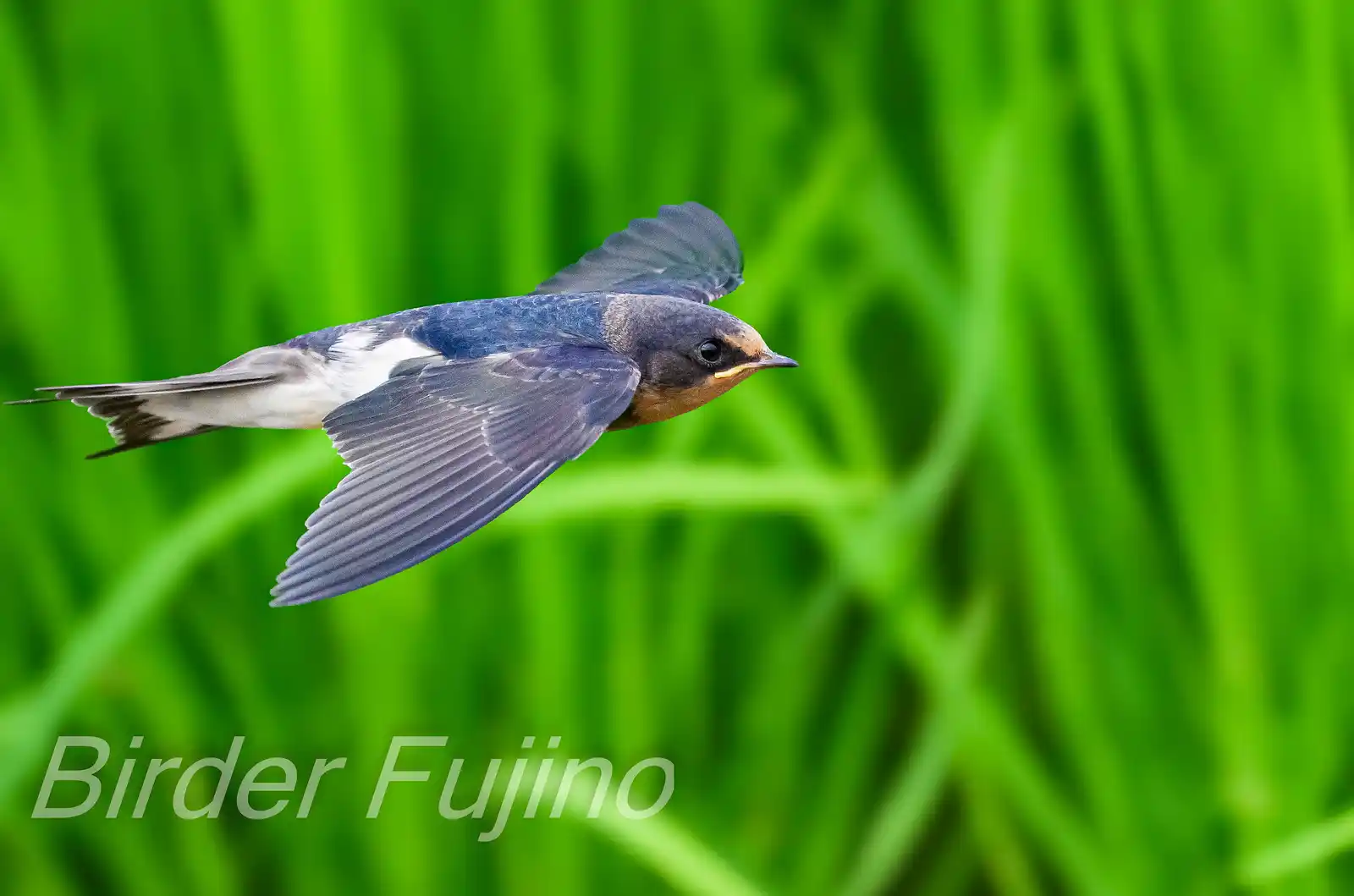 野鳥・ツバメの写真画像