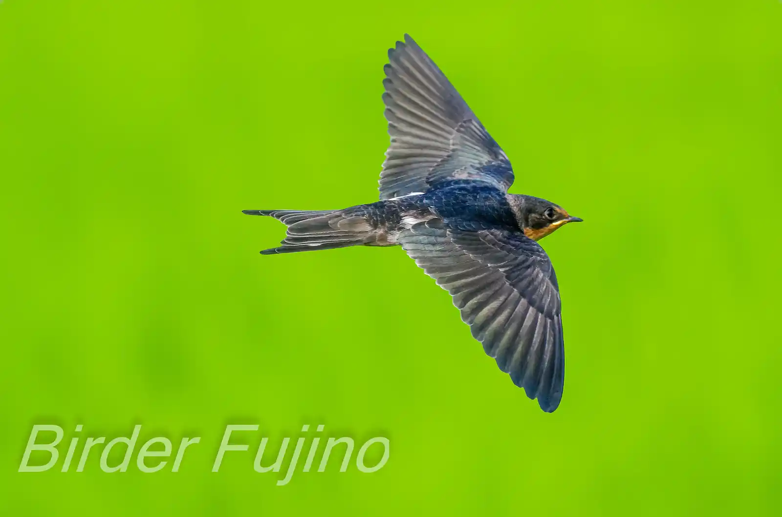野鳥・ツバメの写真画像
