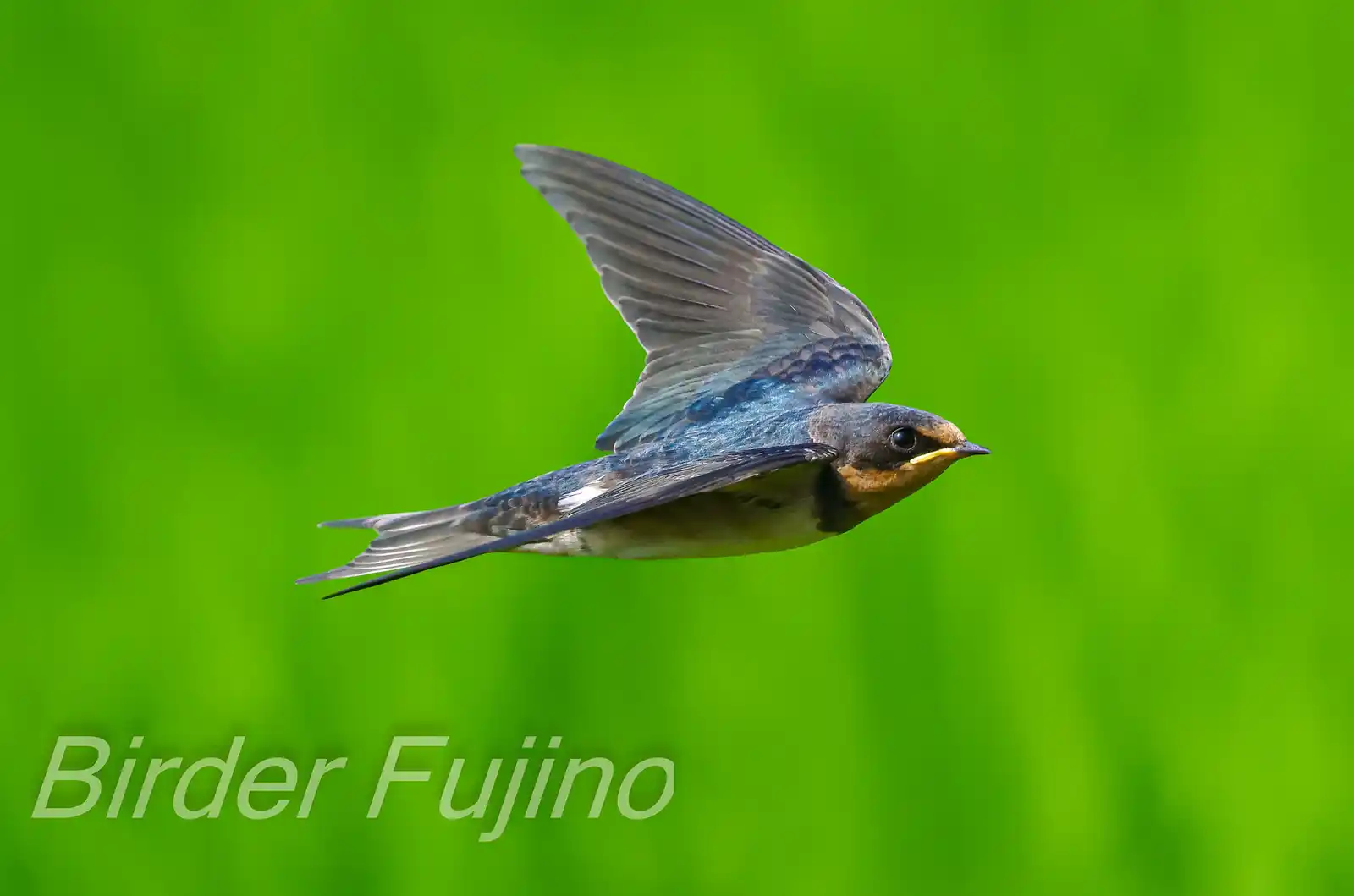 野鳥・ツバメの写真画像