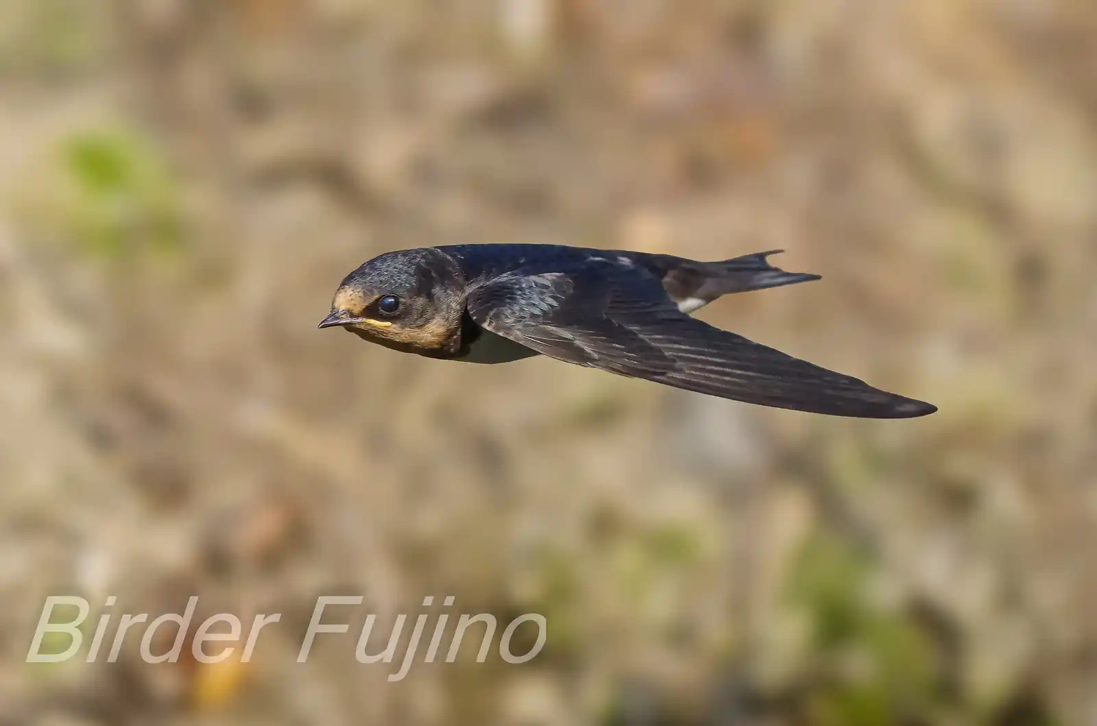 野鳥・ツバメの写真画像