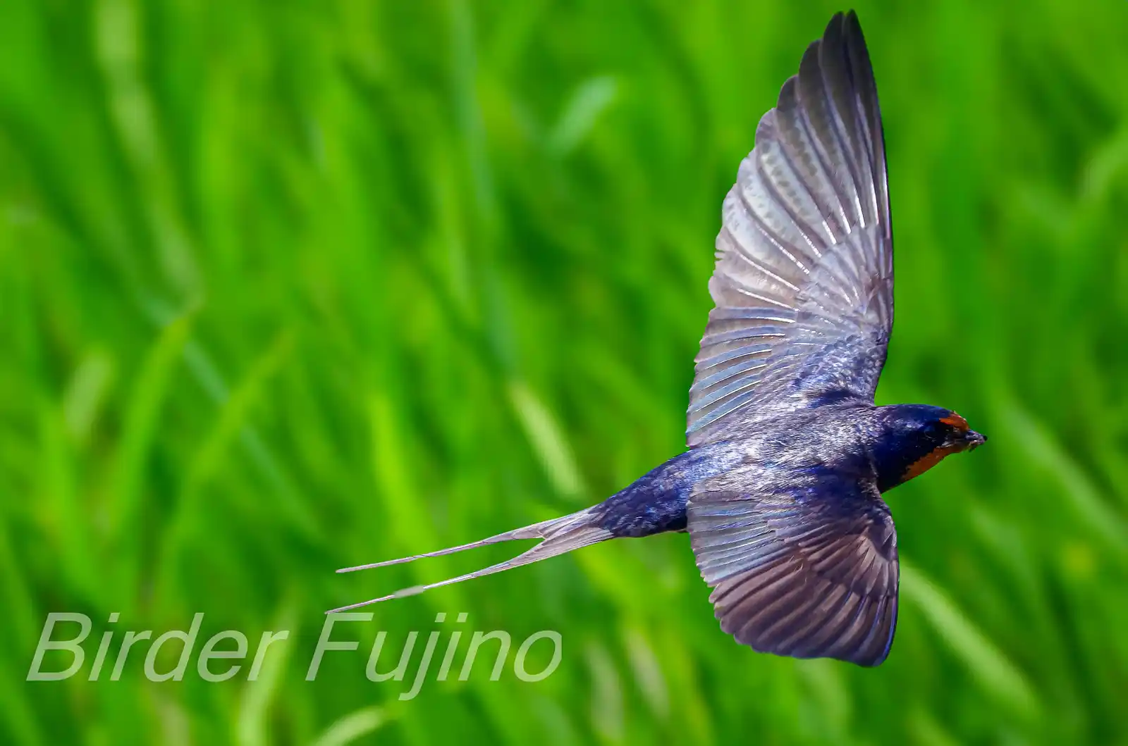 野鳥・ツバメの写真画像