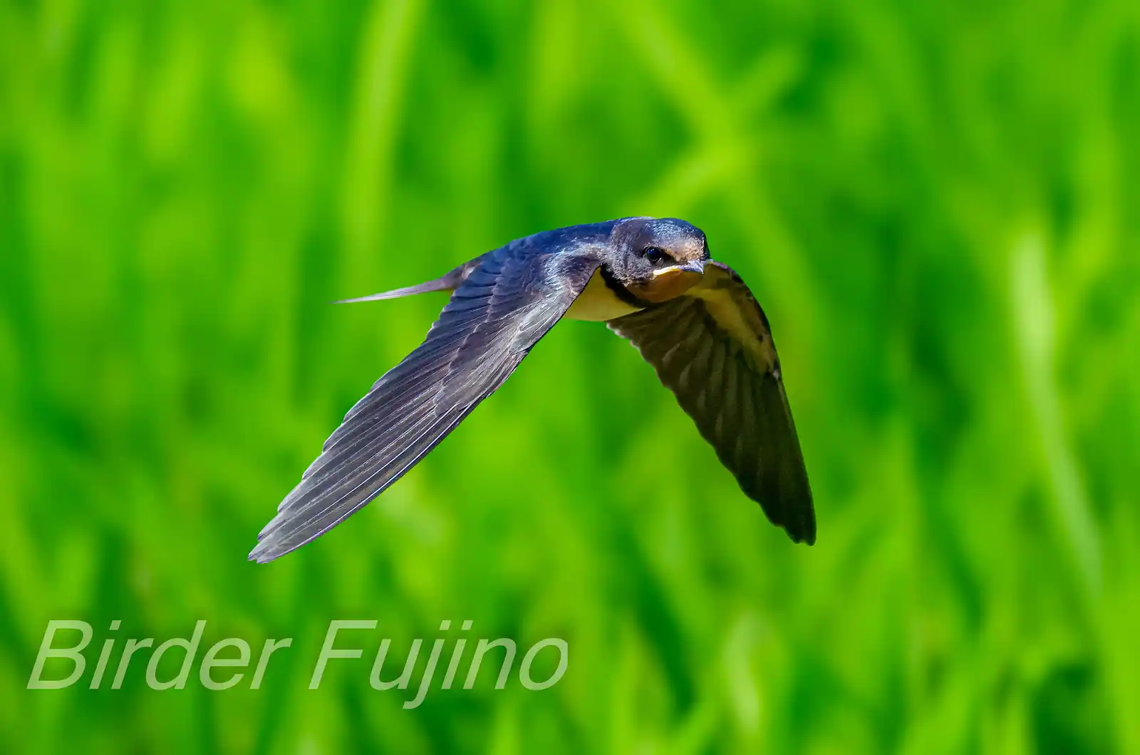 野鳥・ツバメの写真画像