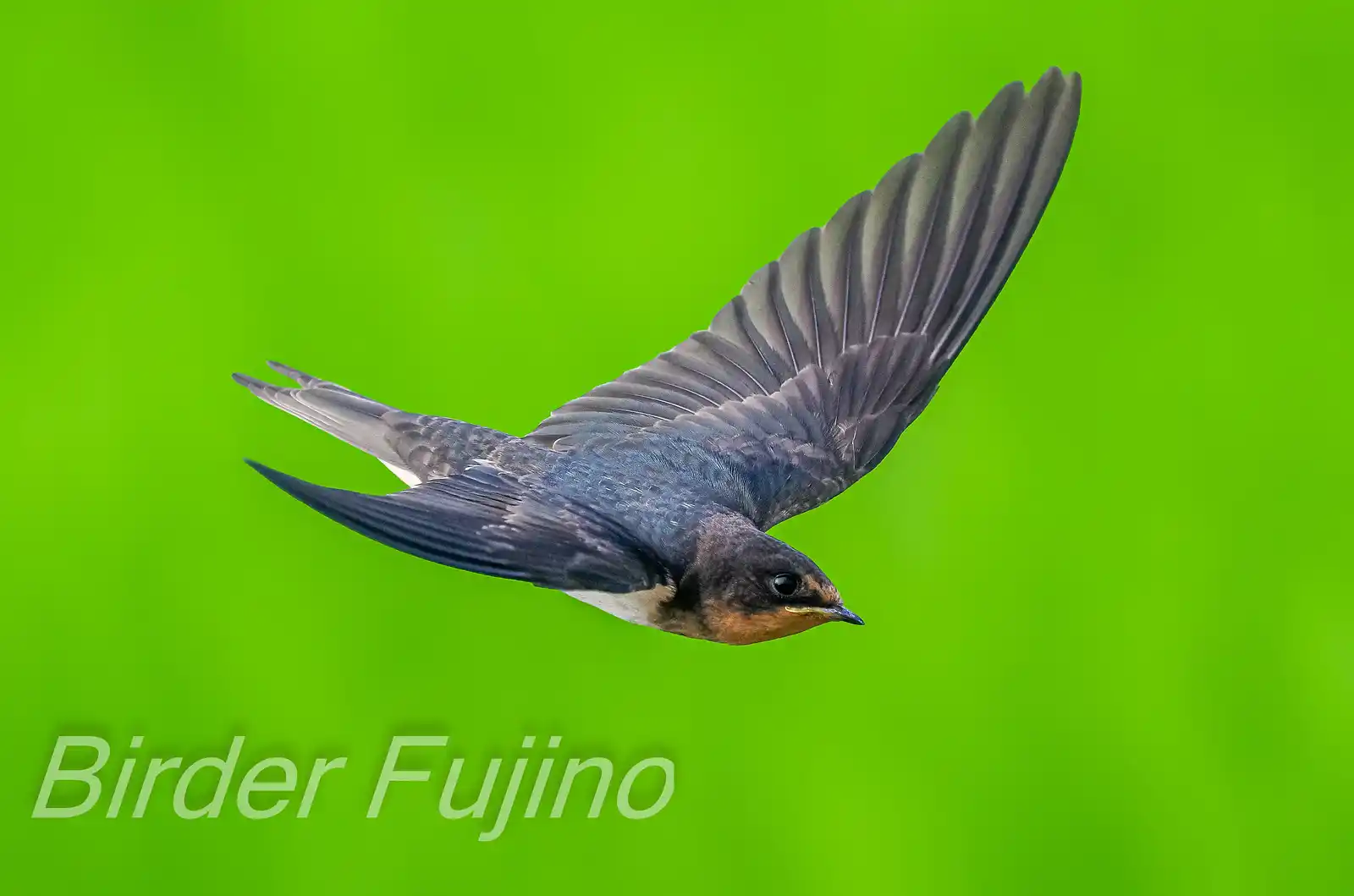 野鳥・ツバメの写真画像