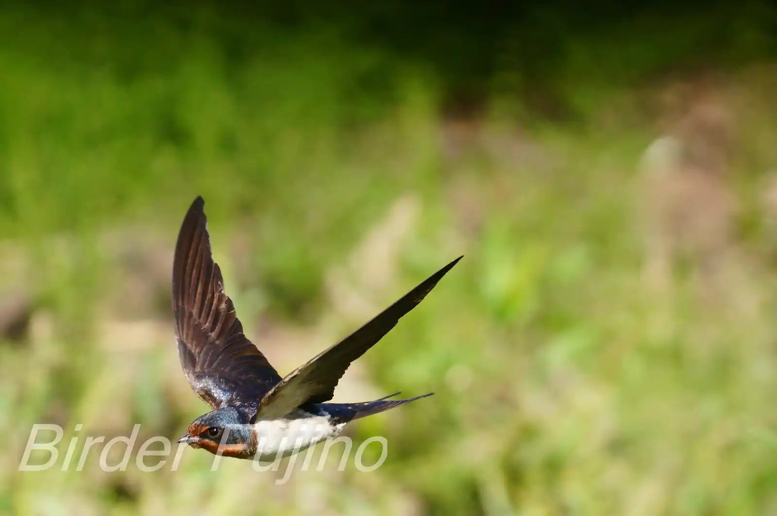 野鳥・ツバメの写真画像