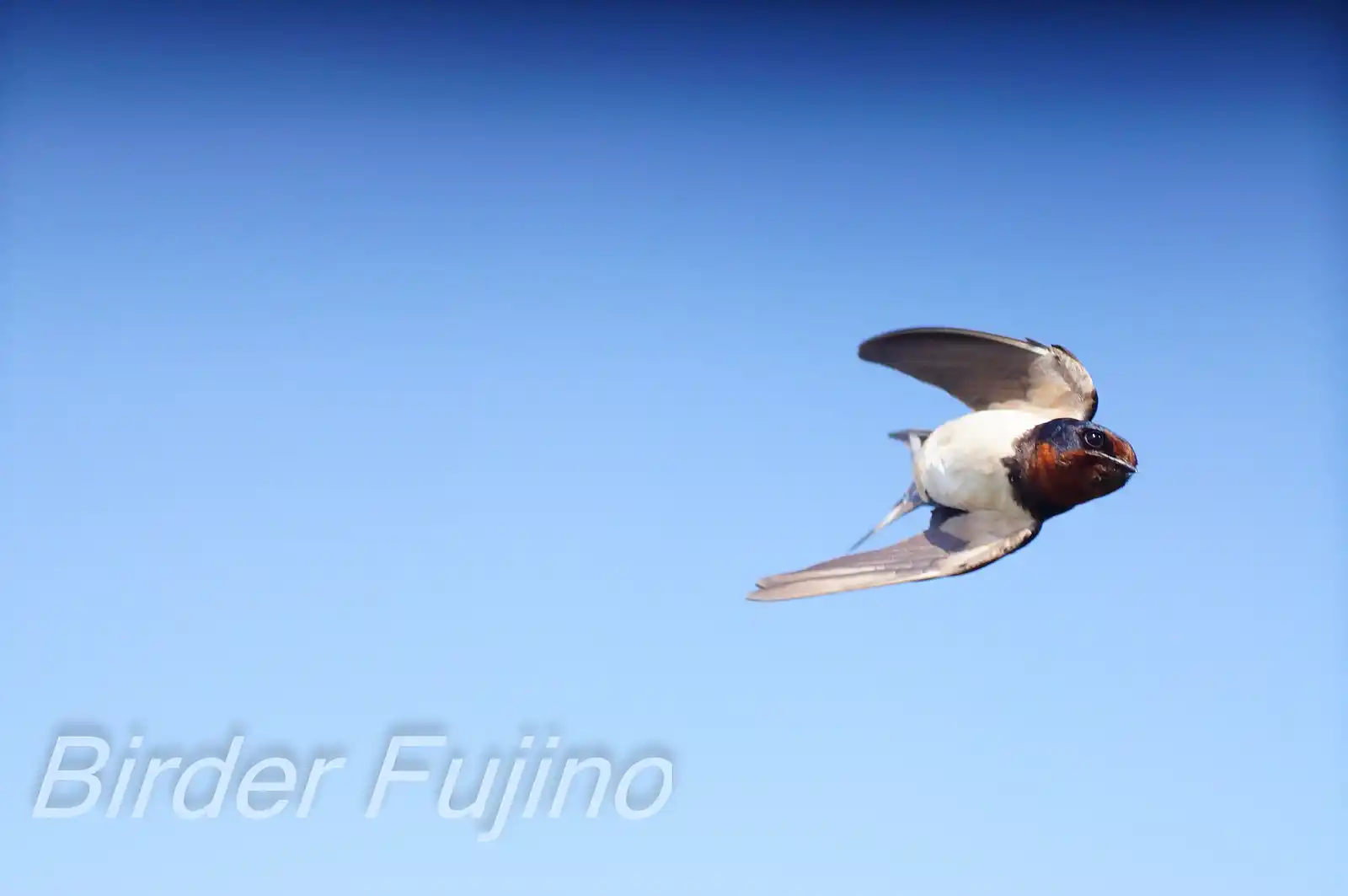 野鳥・ツバメの写真画像