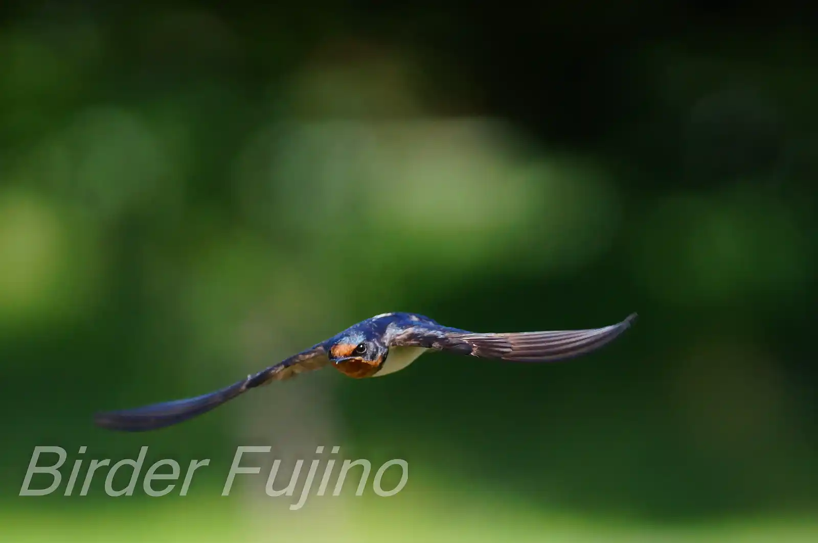 野鳥・ツバメの写真画像