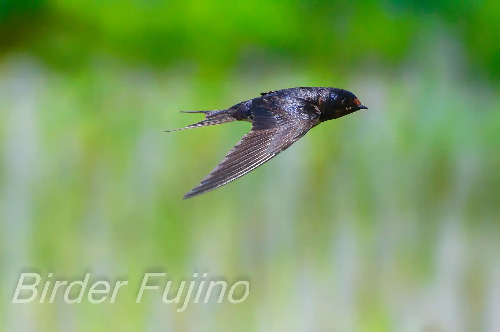 野鳥・ツバメの写真画像