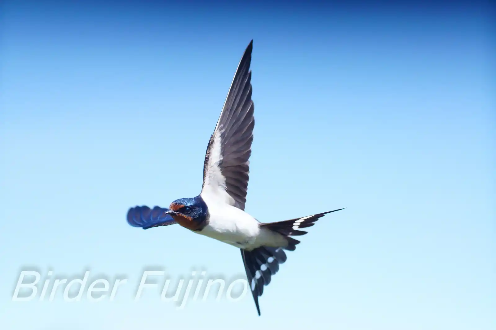 野鳥・ツバメの写真画像