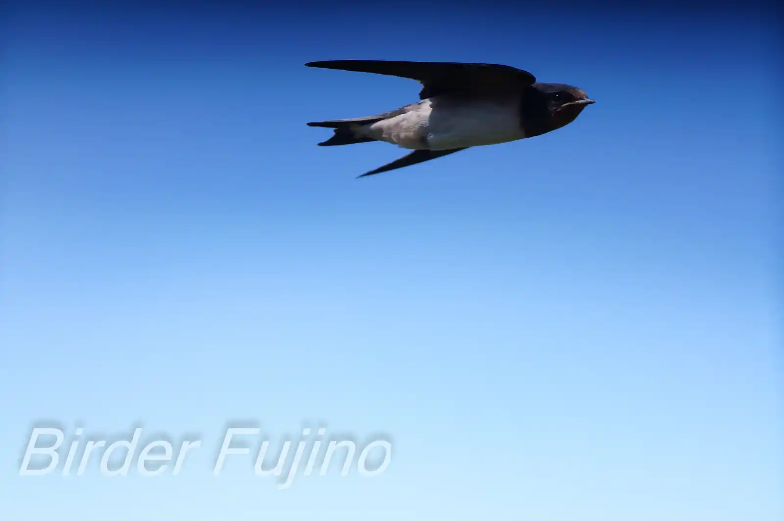 野鳥・ツバメの写真画像