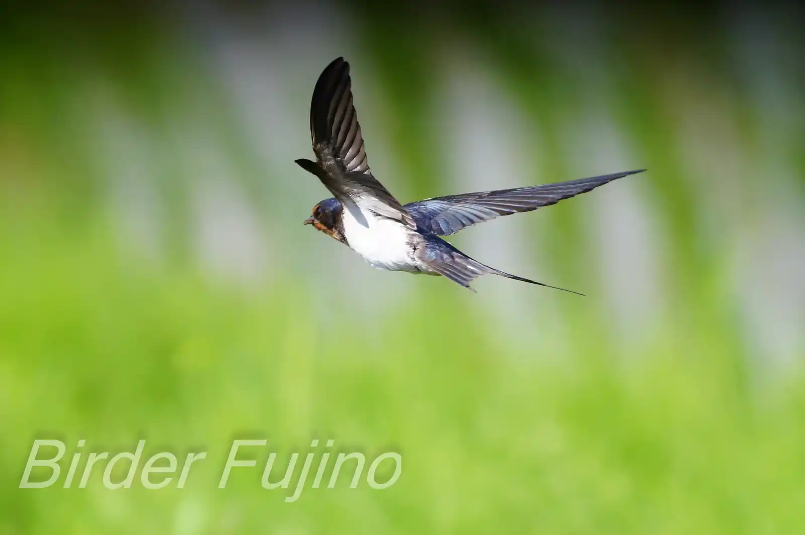野鳥・ツバメの写真画像