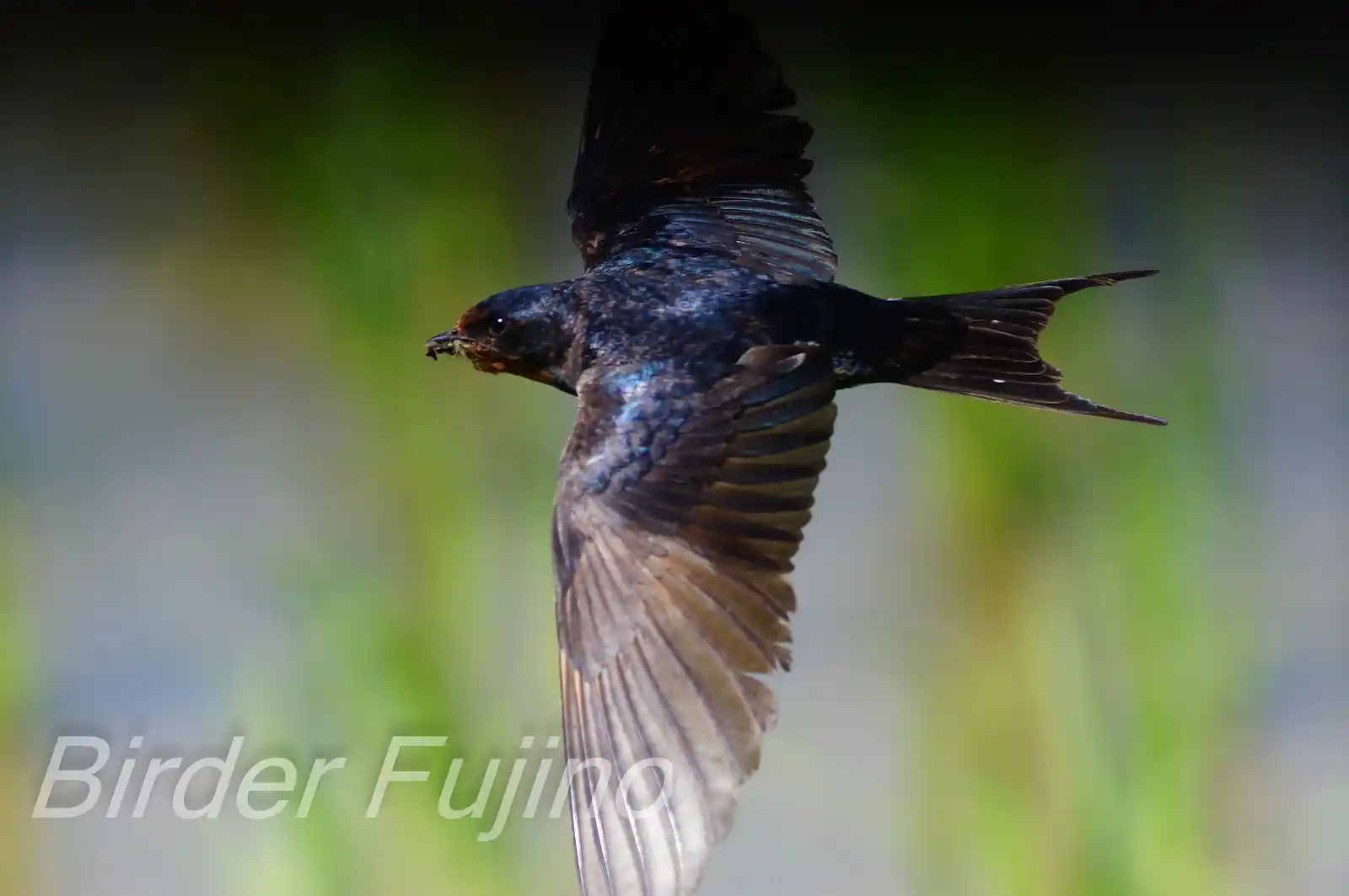 野鳥・ツバメの写真画像