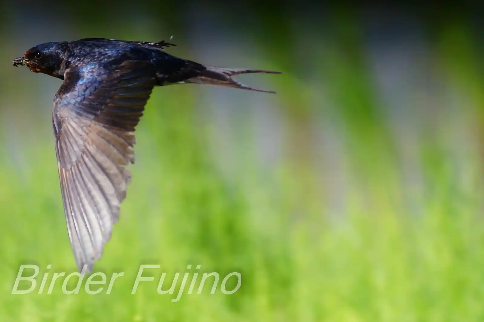 野鳥・ツバメの写真画像