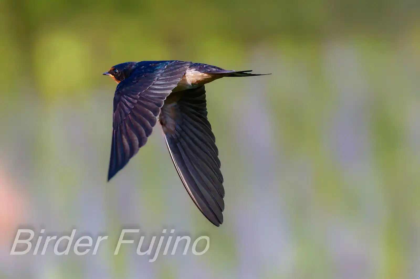 野鳥・ツバメの写真画像