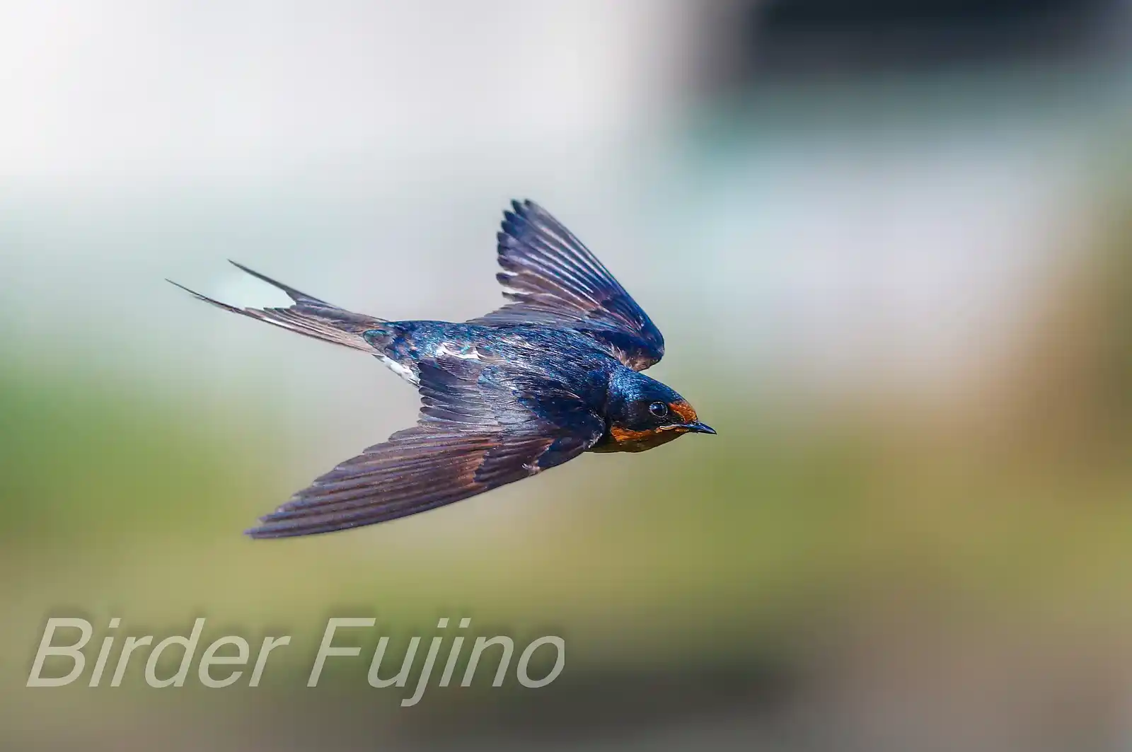 野鳥・ツバメの写真画像