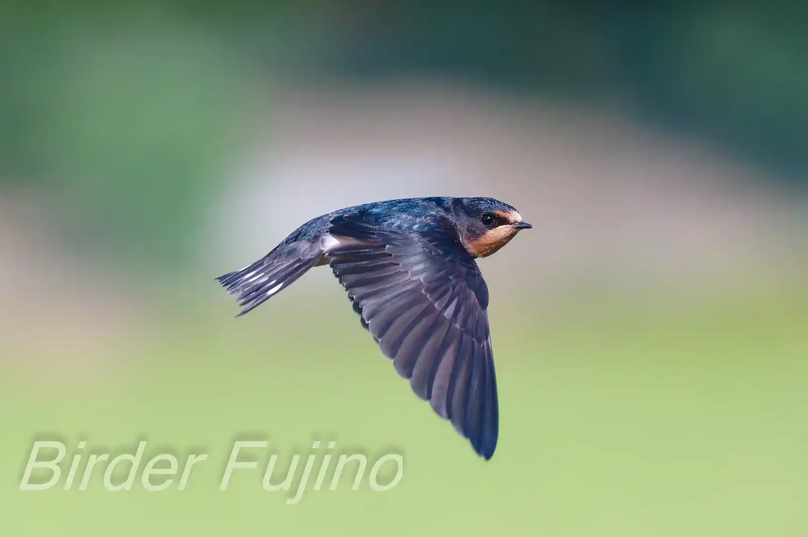 野鳥・ツバメの写真画像