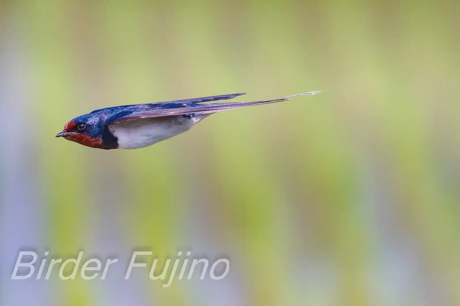 野鳥・ツバメの写真画像