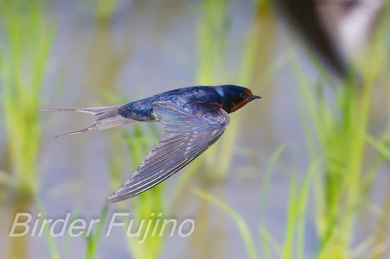 野鳥・ツバメの写真画像