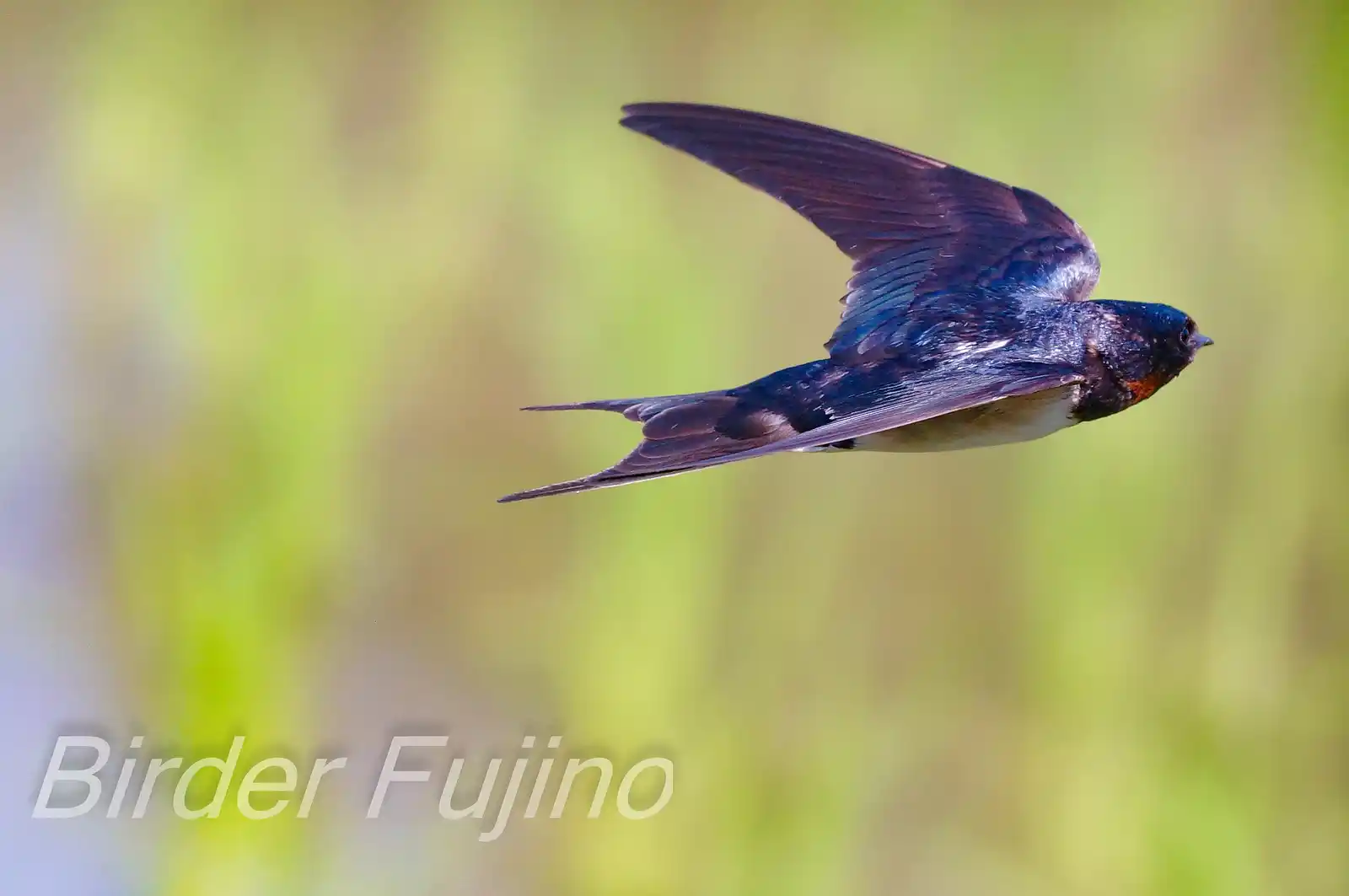 野鳥・ツバメの写真画像