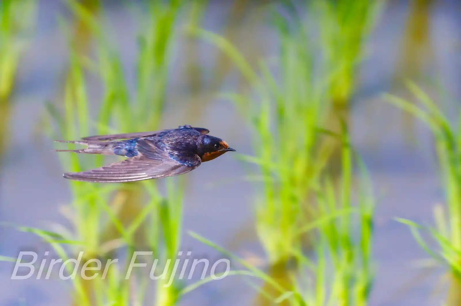 野鳥・ツバメの写真画像