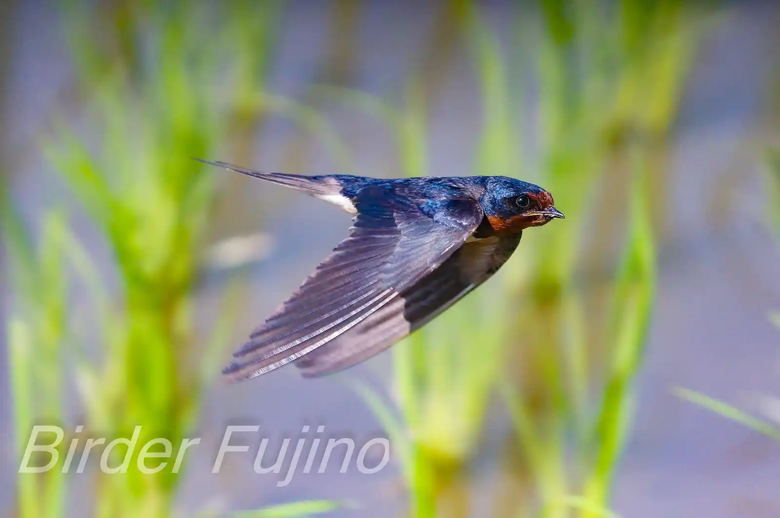 野鳥・ツバメの写真画像