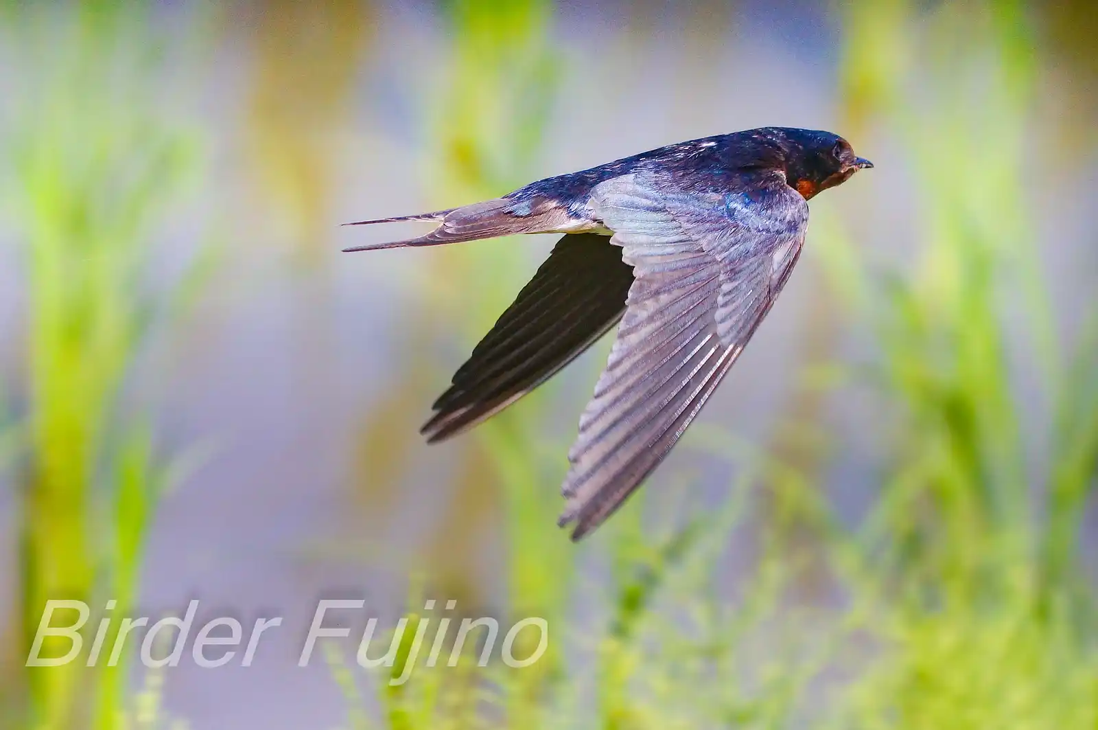 野鳥写真・ツバメの写真
