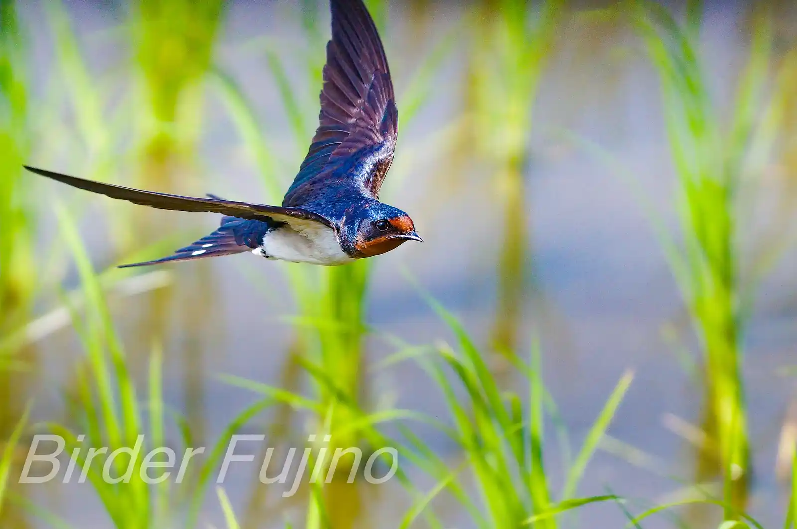 野鳥写真・ツバメの写真