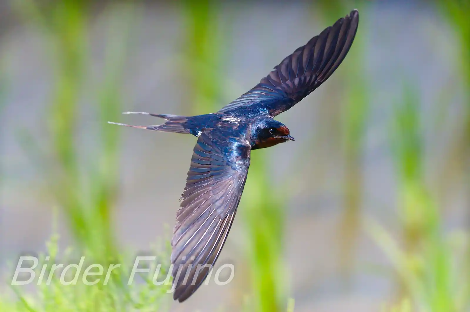 野鳥写真・ツバメの写真