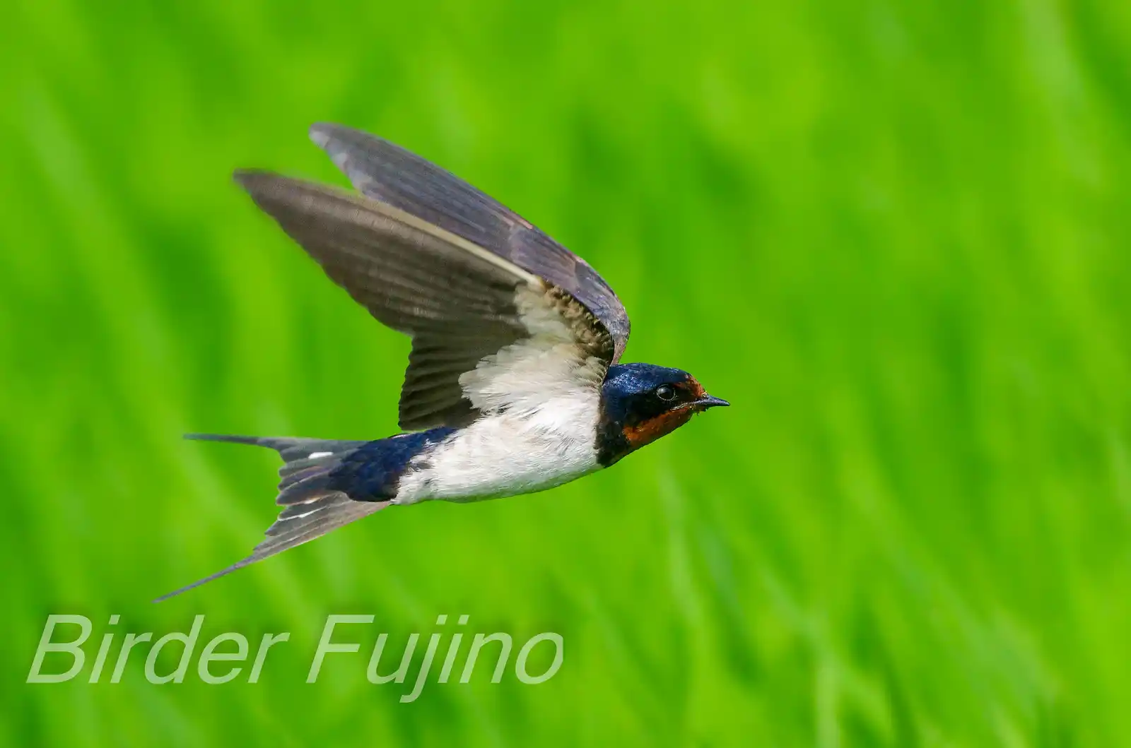 野鳥写真・ツバメの写真