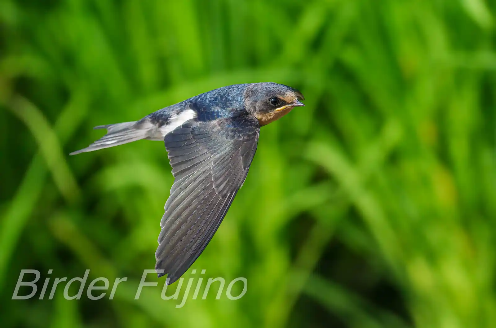 野鳥写真・ツバメの写真