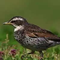 野鳥写真・ツグミ
