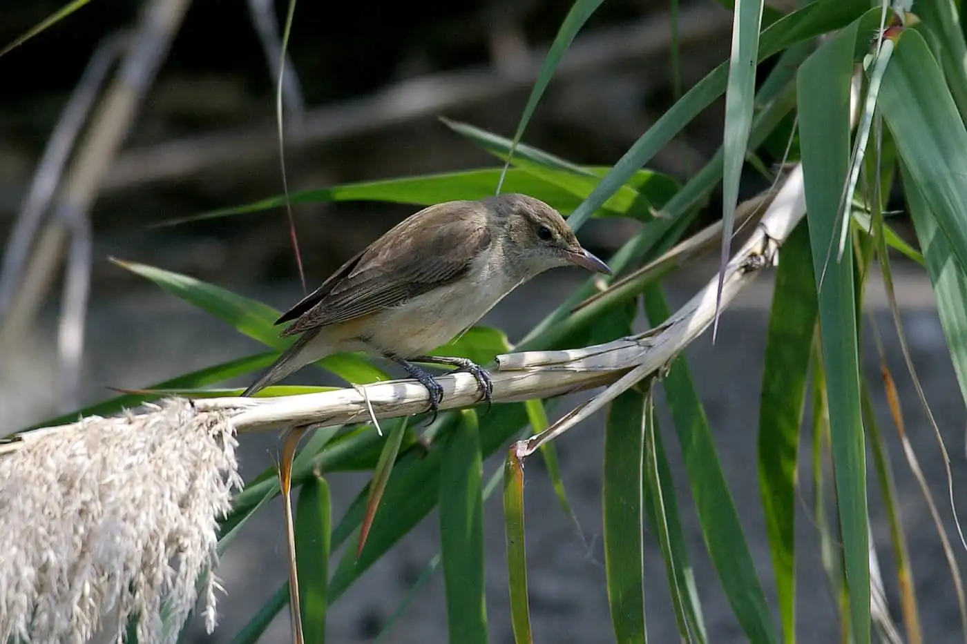 野鳥画像・河辺の笹に止まるウグイスの写真