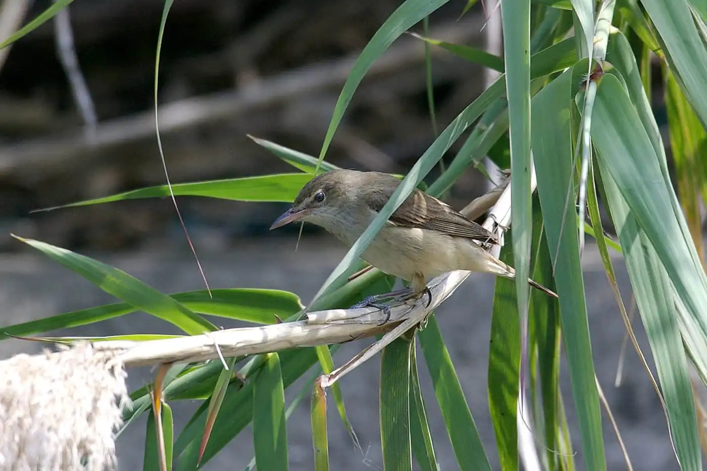 野鳥画像・河辺の笹に止まるウグイスの写真