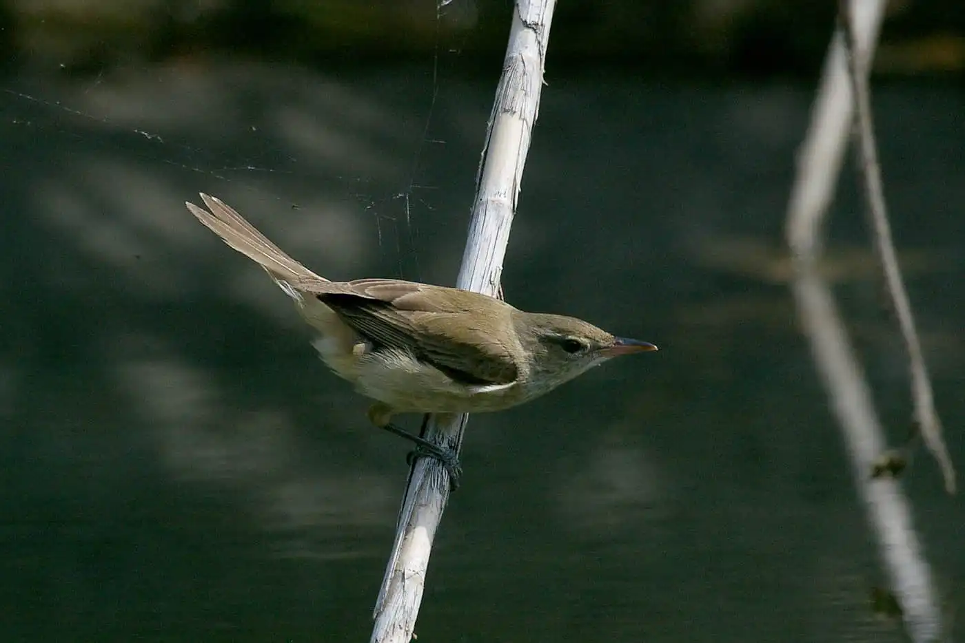 野鳥画像・河辺の笹に止まるウグイスの写真
