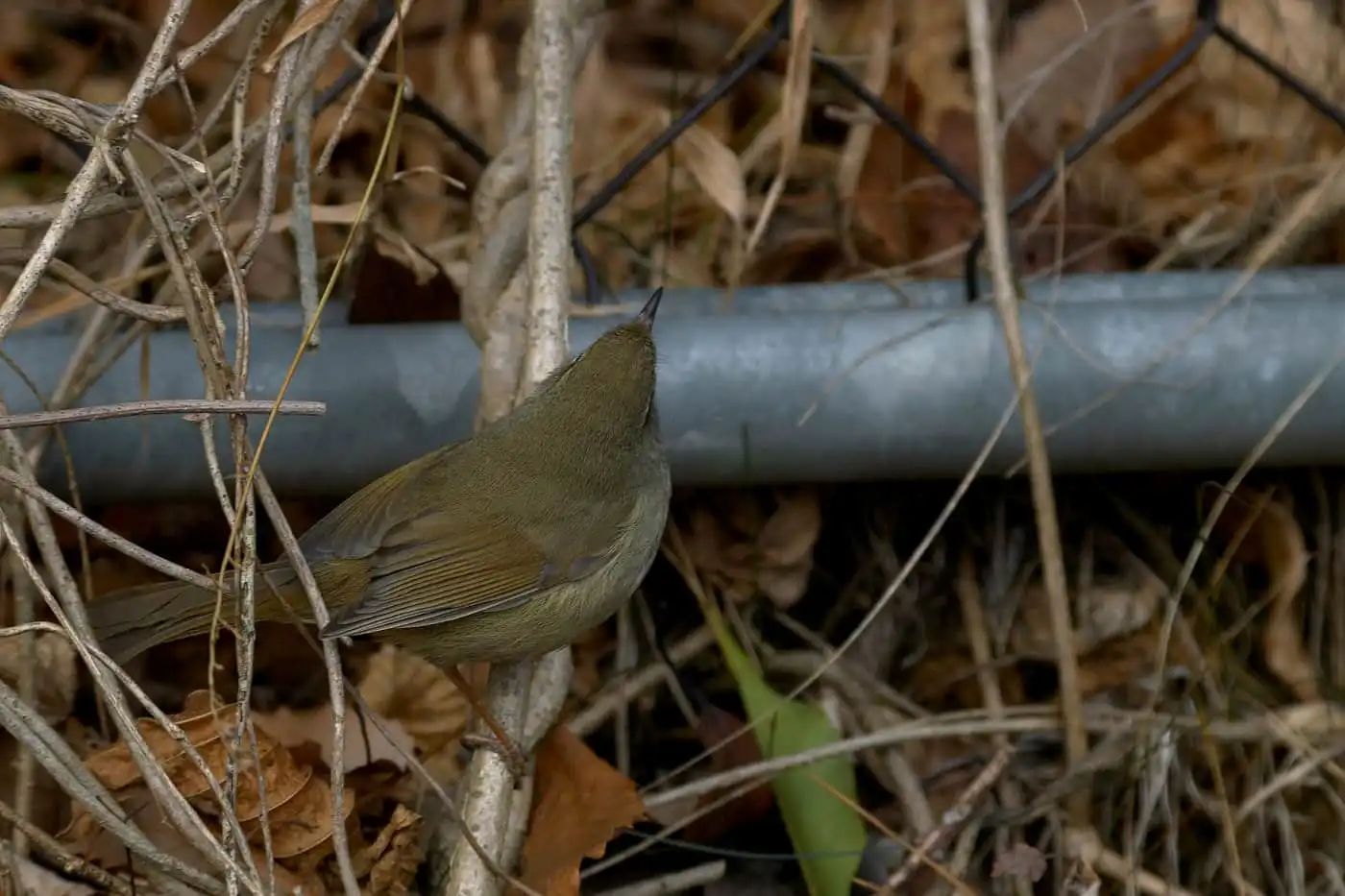 野鳥画像・ウグイスの写真