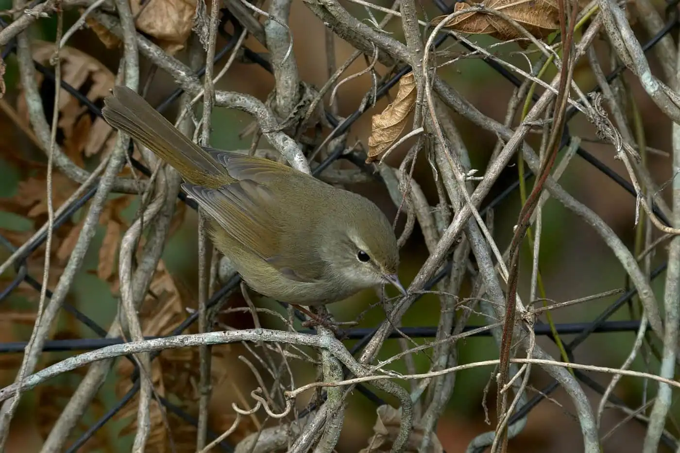 野鳥画像・金網に止まるウグイスの写真