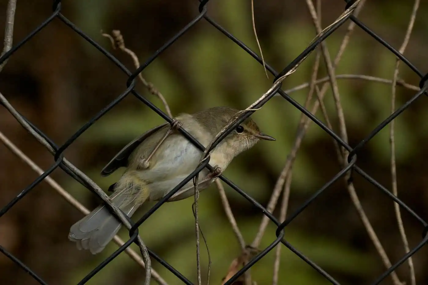 野鳥画像・金網に止まるウグイスの写真