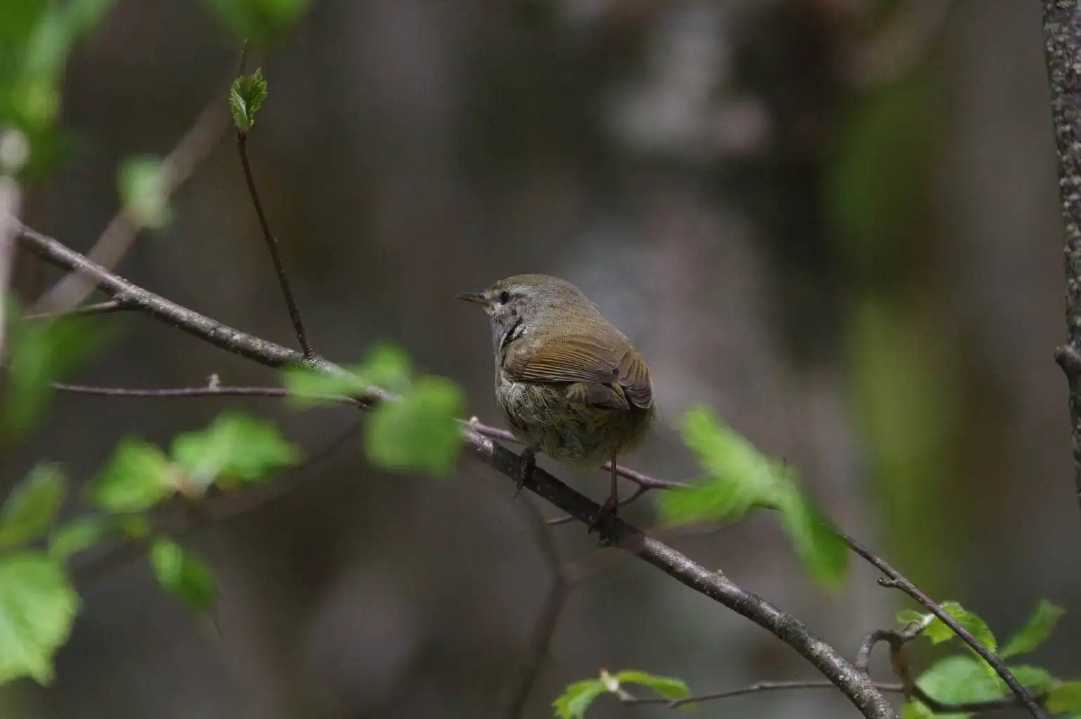 野鳥画像・前ボケの葉が綺麗なウグイスの写真