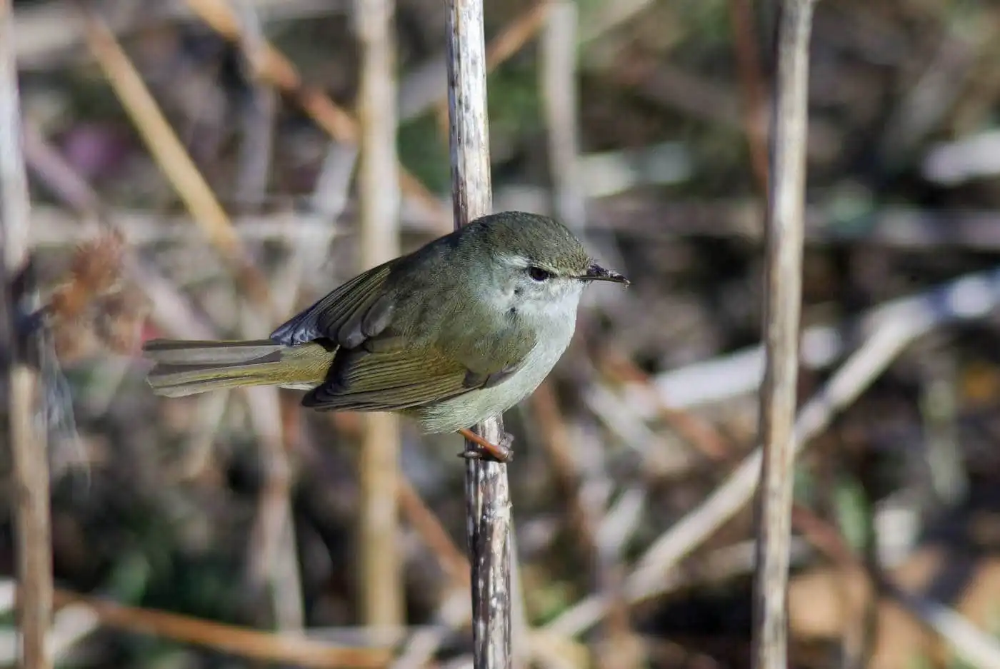 野鳥画像・河辺の笹に止まるウグイスの写真