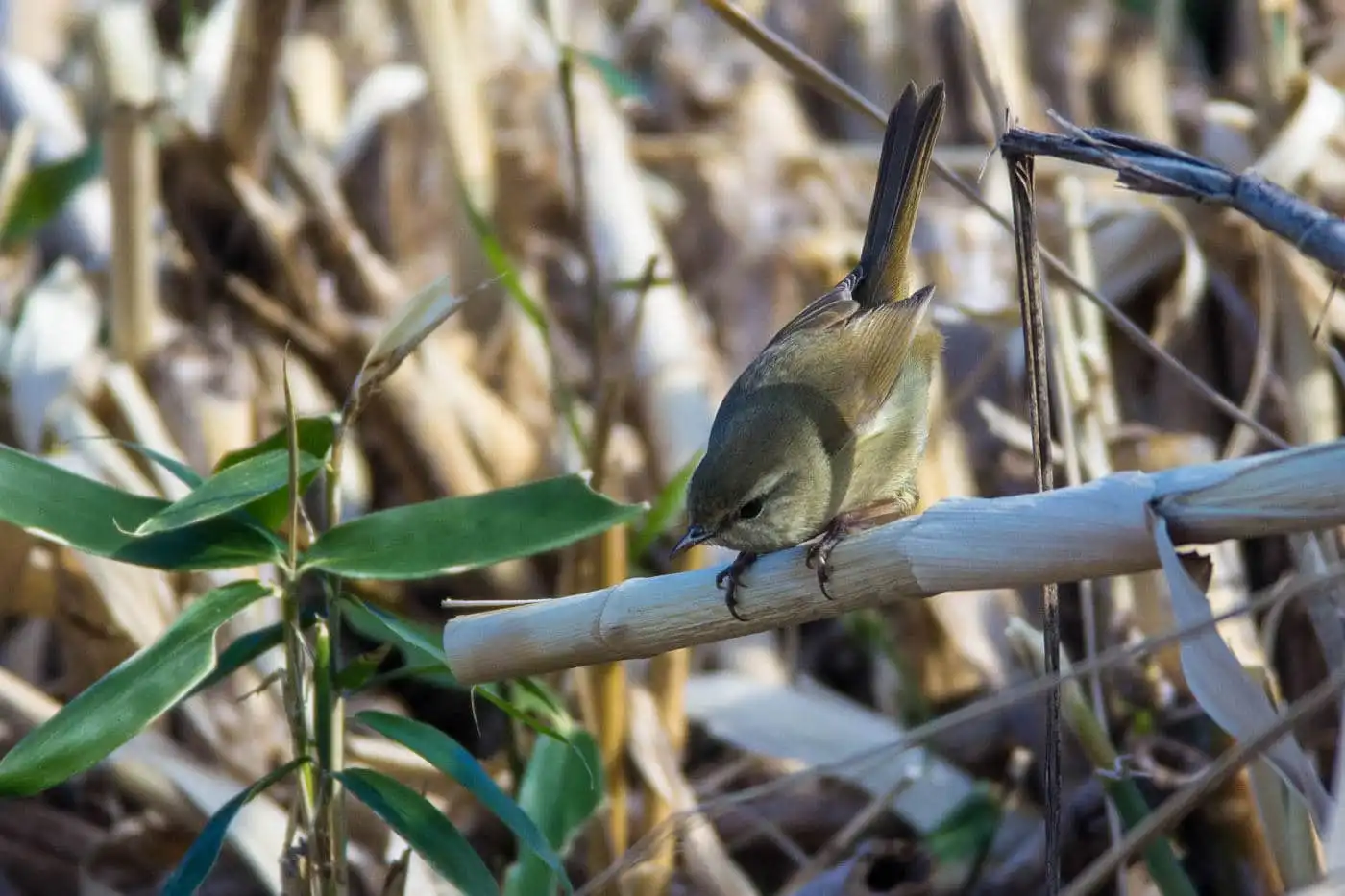 野鳥画像・河辺の笹に止まるウグイスの写真