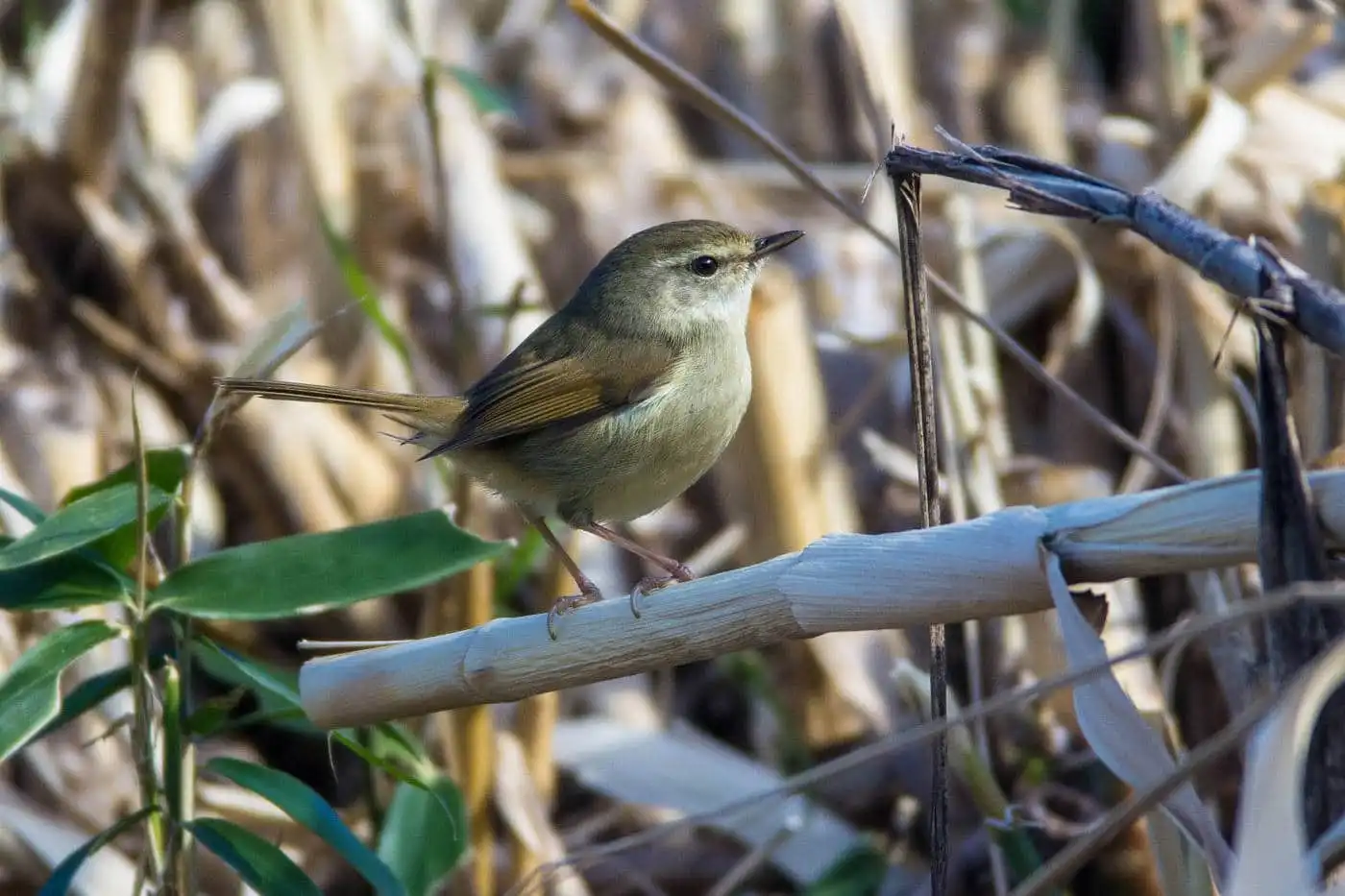 野鳥画像・河辺の笹に止まるウグイスの写真