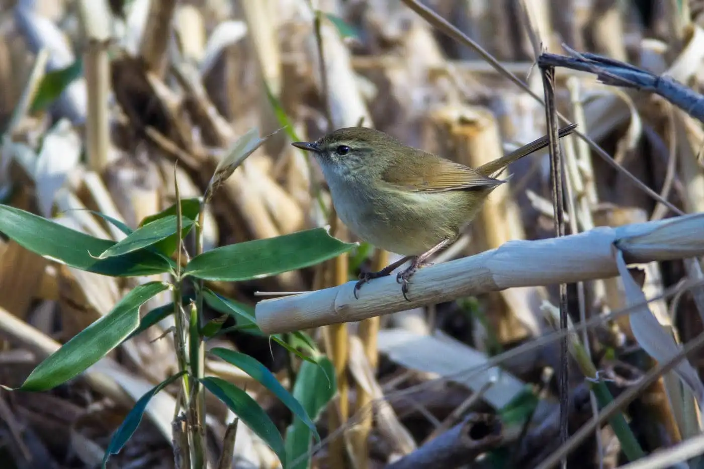 野鳥画像・河辺の笹に止まるウグイスの写真
