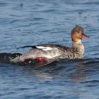 野鳥写真・ウミアイサ