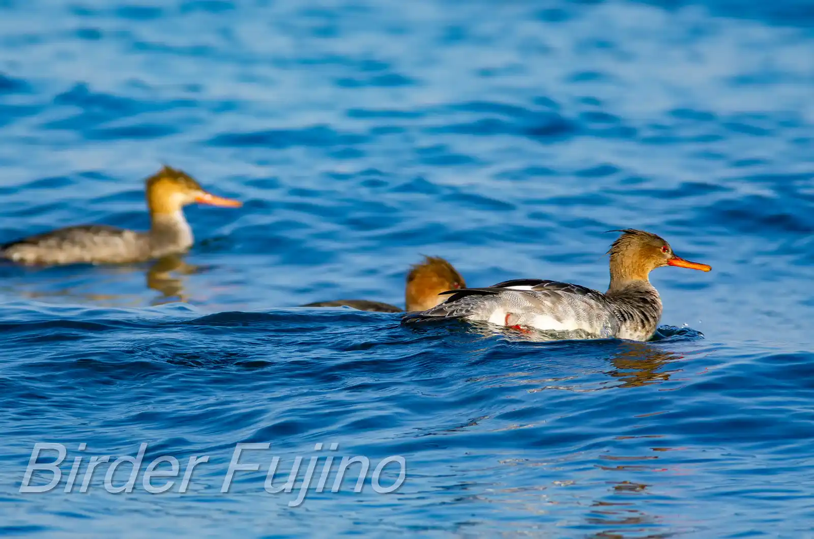 野鳥・ウミアイサの写真画像