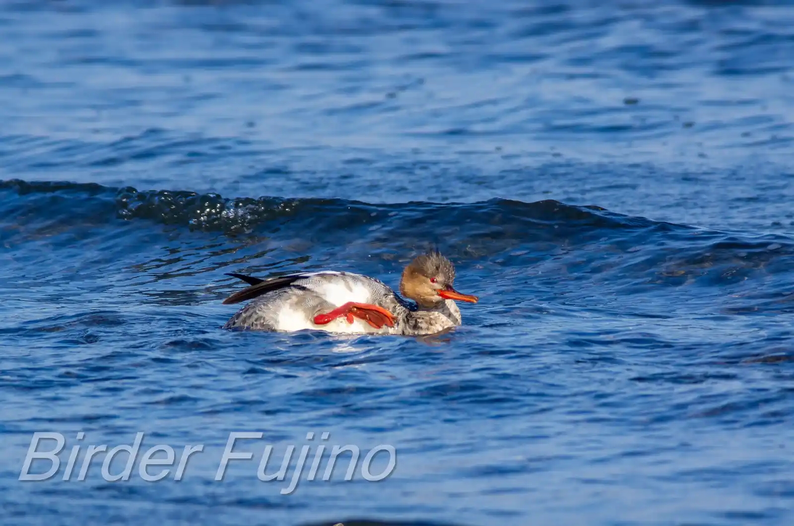 野鳥・ウミアイサの写真画像