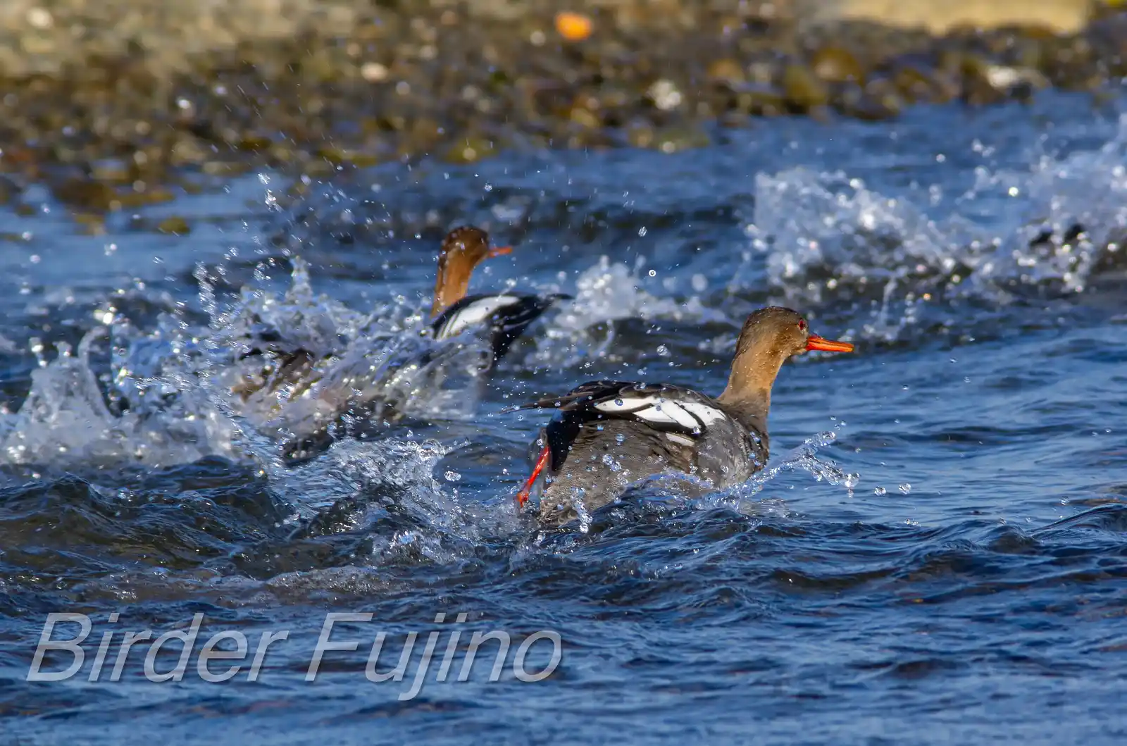 野鳥・獲物の魚を追うウミアイサの写真画像