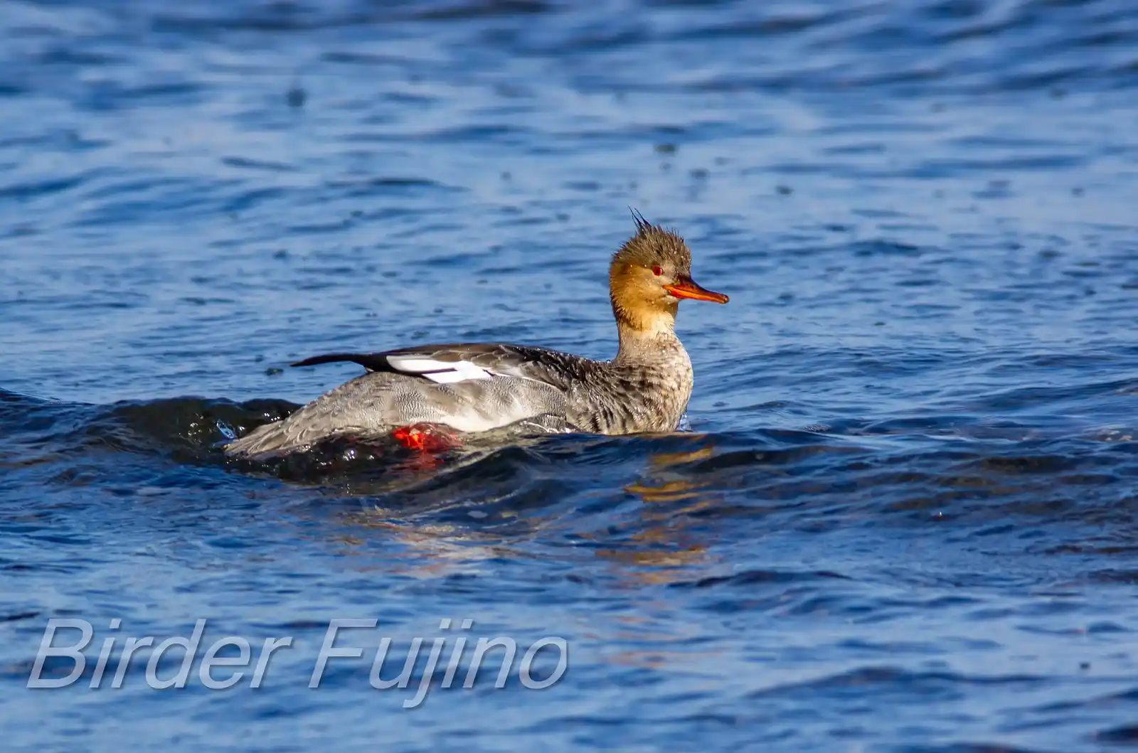 野鳥・ウミアイサの写真画像