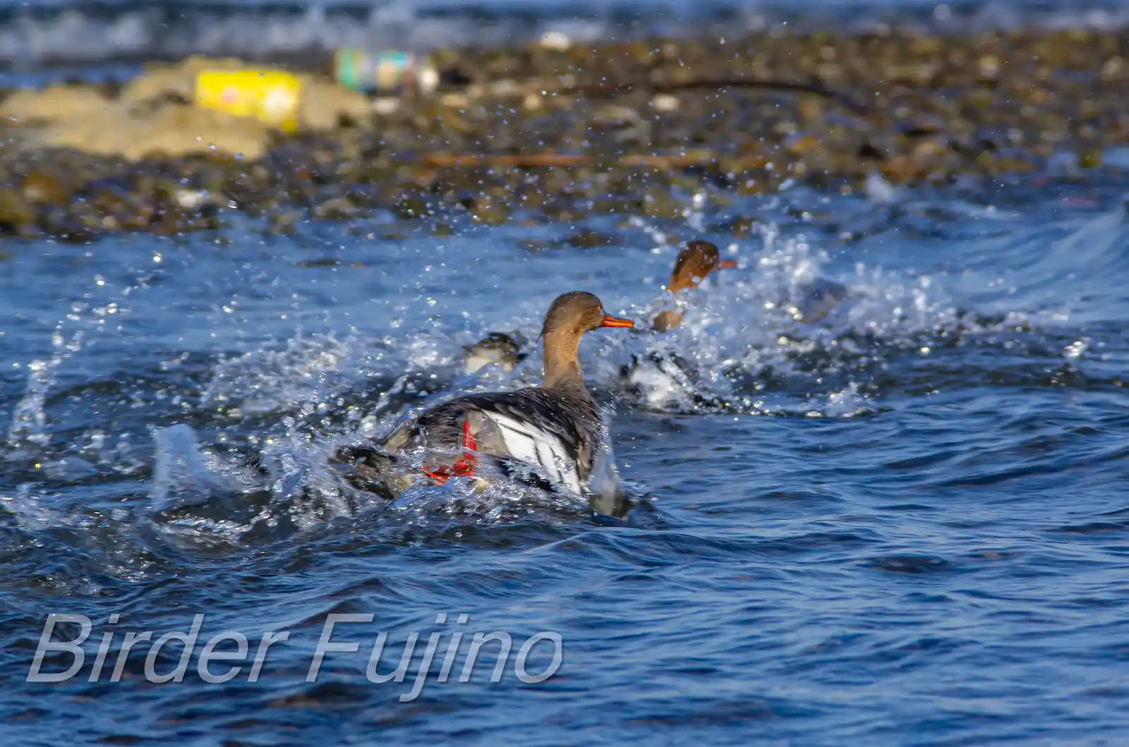 野鳥・獲物の魚を追うウミアイサの写真画像