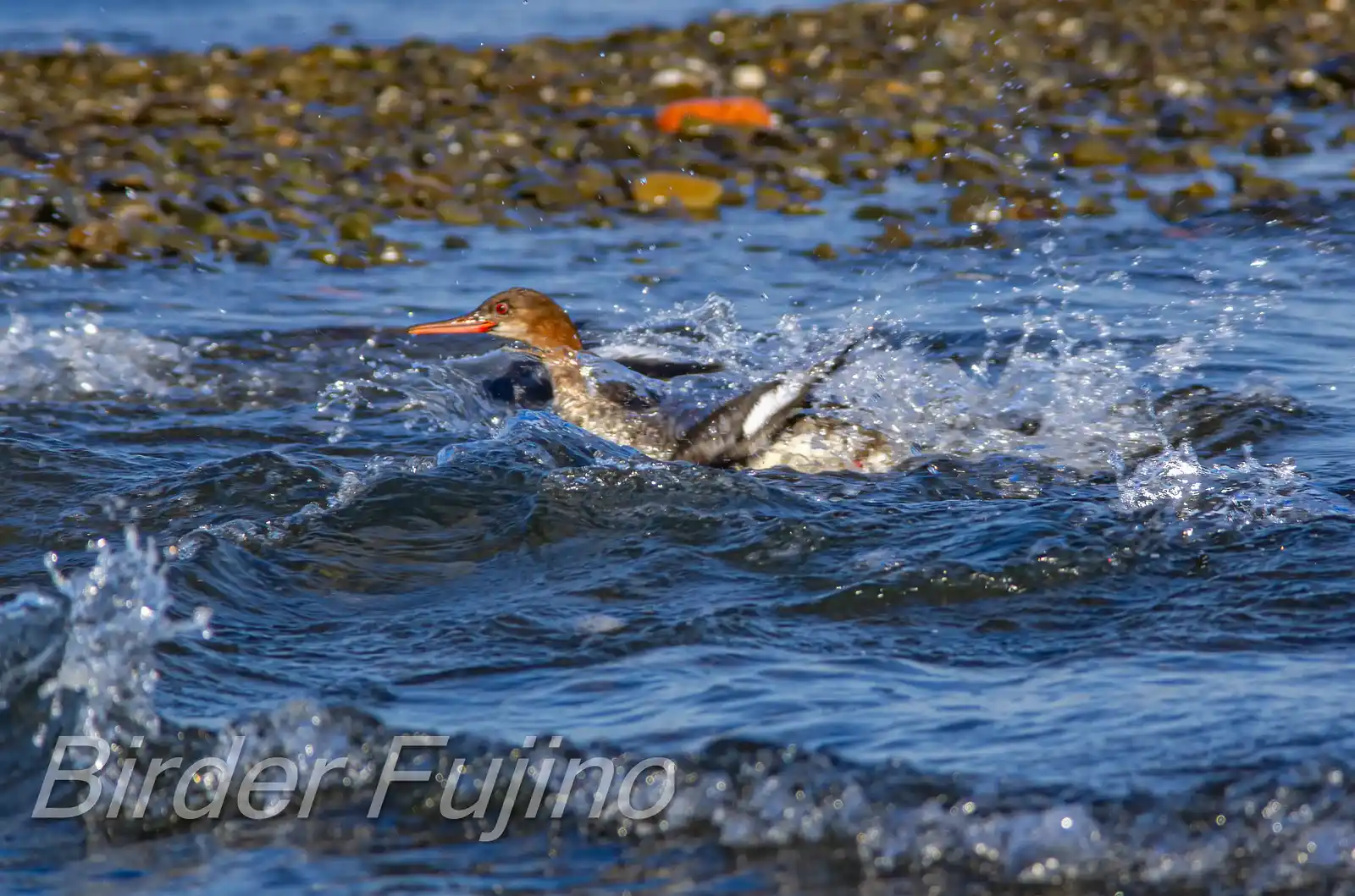 野鳥・獲物の魚を追うウミアイサの写真画像