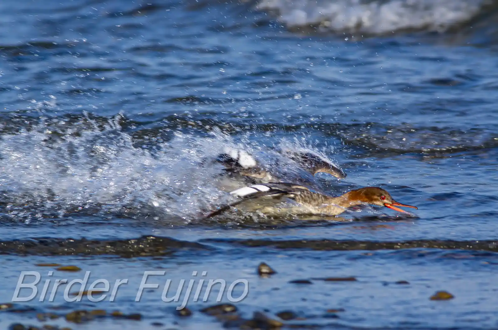 野鳥・獲物の魚を追うウミアイサの写真画像