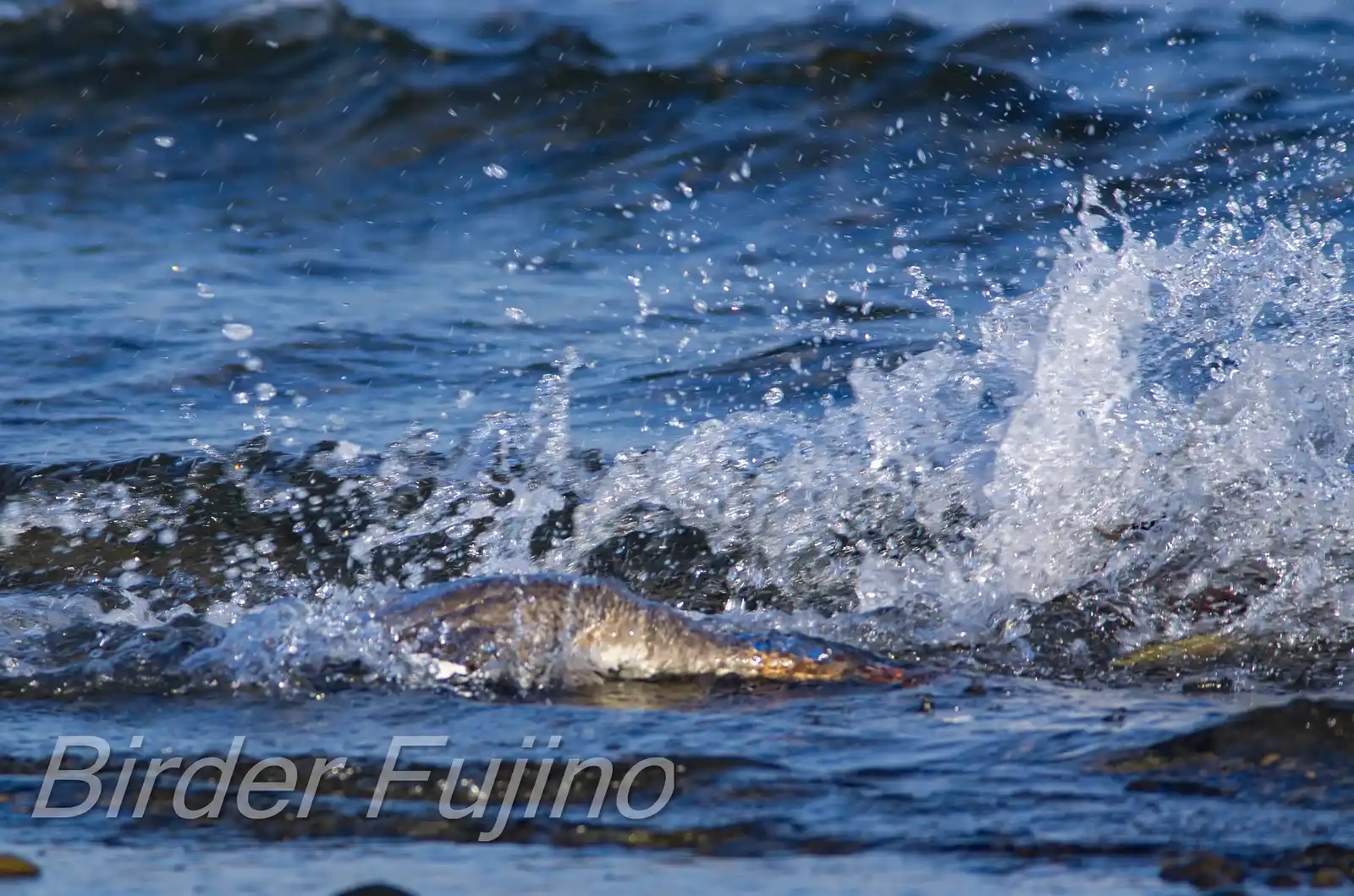 野鳥・獲物の魚を追うウミアイサの写真画像